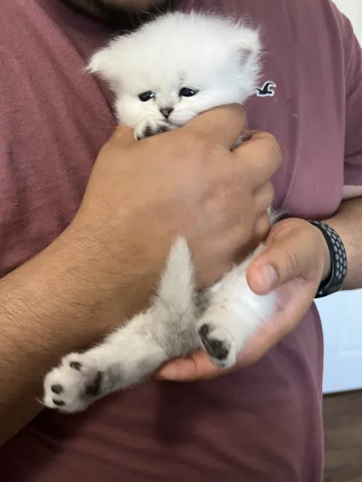 Cute Paws Cattery of New York Picture 4