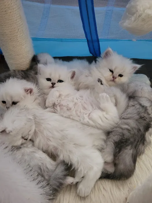 Cute Paws Cattery of New York Picture 7
