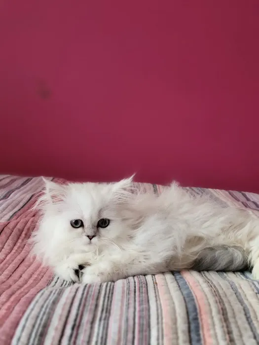 Cute Paws Cattery of New York Picture 1