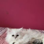 Cute Paws Cattery of New York