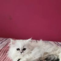 Cute Paws Cattery of New York ico