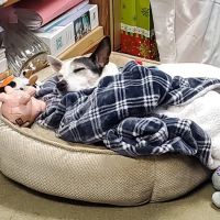 East Islip Animal Hospital ico