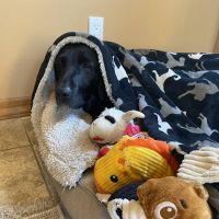 Islip Animal Hospital ico