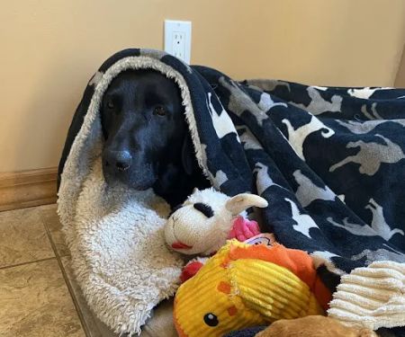 Islip Animal Hospital