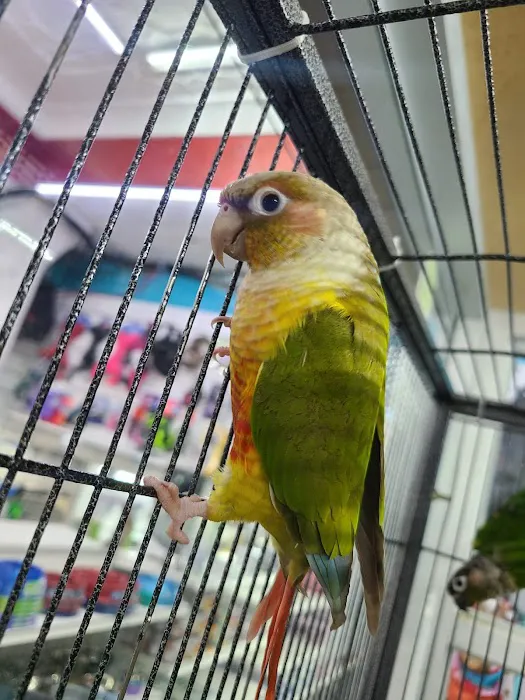 Wonder Pets corp Picture 8
