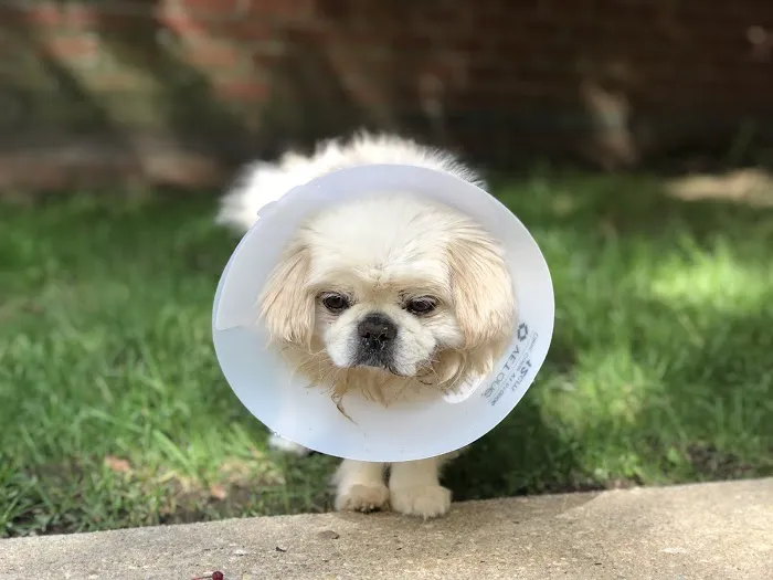 Veterinary Referral & Emergency Center of Westbury Picture 4