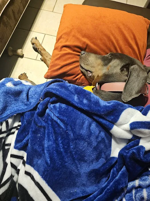 VCA Animal Hospitals Picture 5