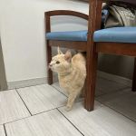 VCA Animal Hospitals