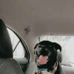 Paws & Tail Pantry