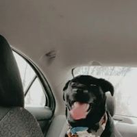 Paws & Tail Pantry ico