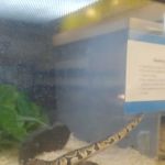Petco
