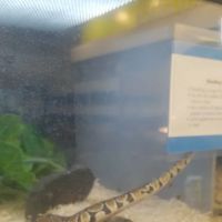 Petco ico