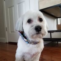Village Animal Hospital of Jericho ico
