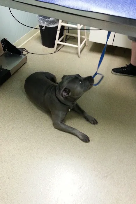 Jericho Animal Hospital Picture 7