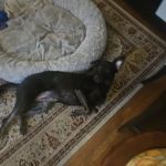 Woodbury Animal Hospital