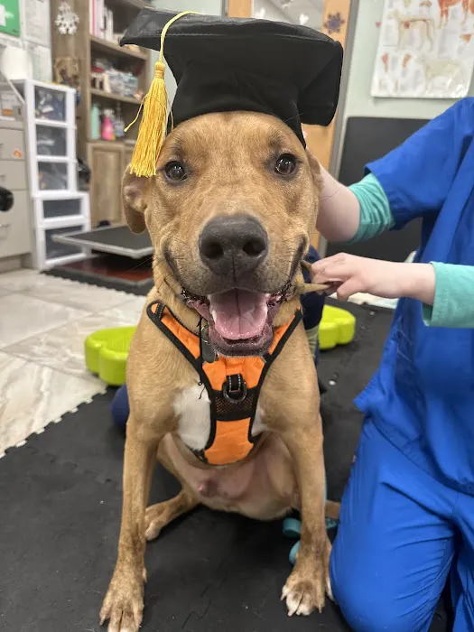 Gold Coast Center for Veterinary Care Picture 5