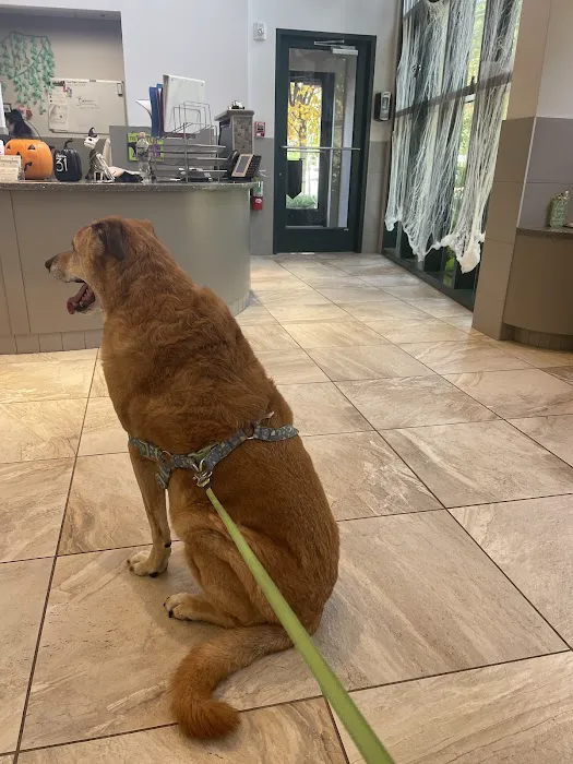 Gold Coast Center for Veterinary Care Picture 1