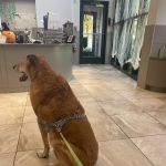 Gold Coast Center for Veterinary Care