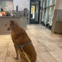 Gold Coast Center for Veterinary Care ico