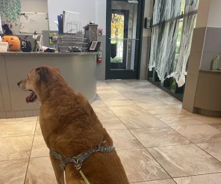 Gold Coast Center for Veterinary Care