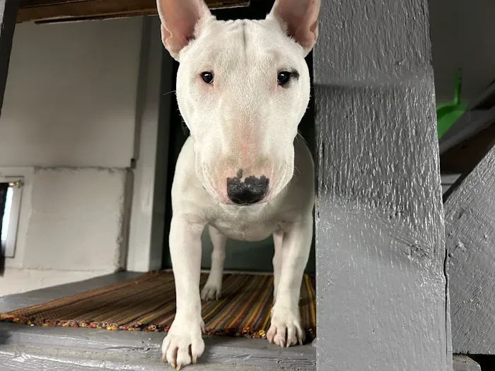 Huntington Animal Hospital Picture 6
