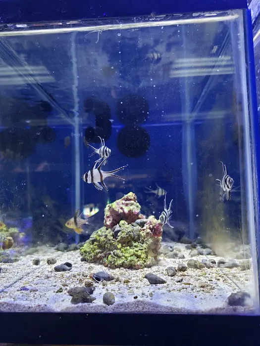 Life Aquatic Picture 4