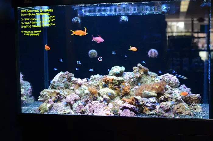Life Aquatic Picture 8
