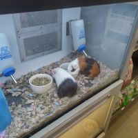 Petco ico
