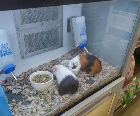 Petco
