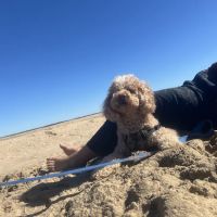 The Animal center LI ico
