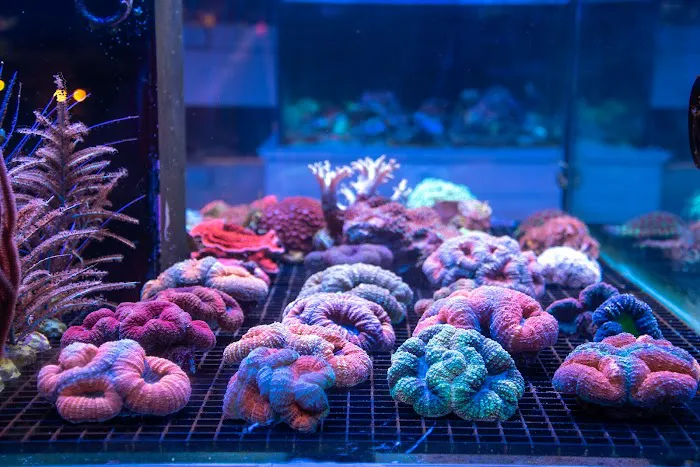 Greenwich Aquaria Picture 2