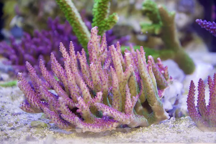Greenwich Aquaria Picture 5