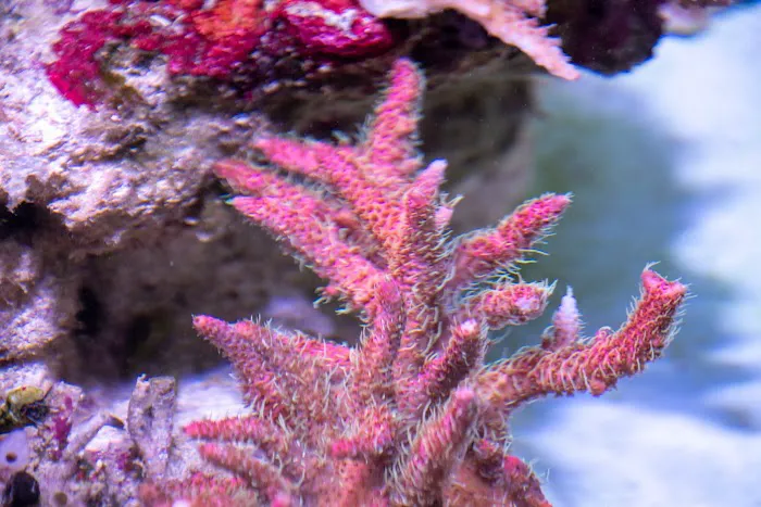 Greenwich Aquaria Picture 3