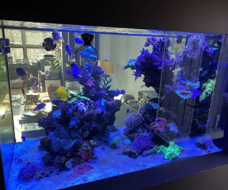 Greenwich Aquaria
