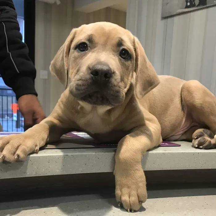 Veterinary Care Group - Westbury Picture 8