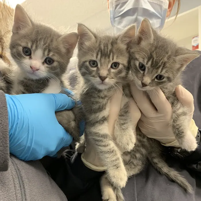 Veterinary Care Group - Westbury Picture 1