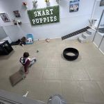 Smart Puppies For Sale, Inc.