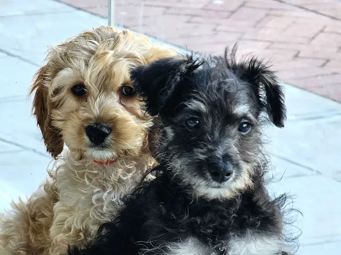 Smart Puppies For Sale, Inc. Picture 10