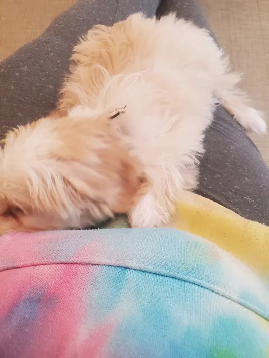 Smart Puppies For Sale, Inc. Picture 6