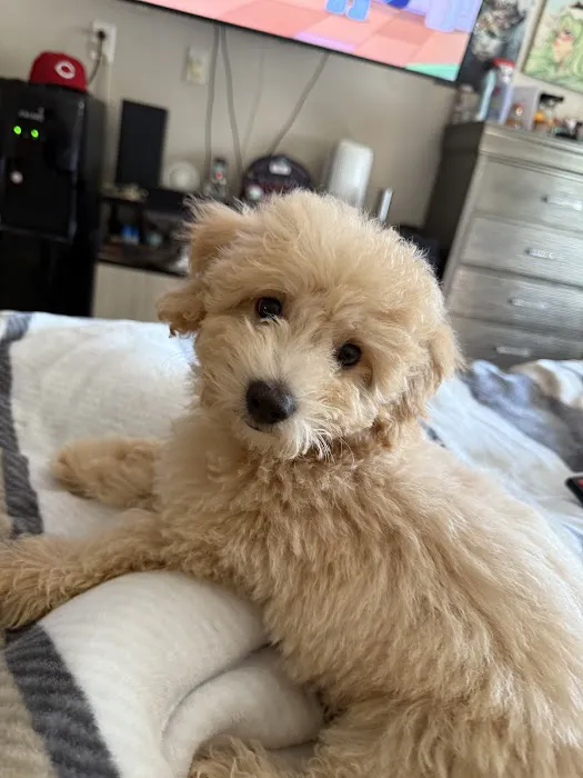 Smart Puppies For Sale, Inc. Picture 3