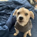 Banfield Pet Hospital