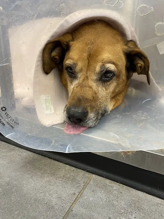 Banfield Pet Hospital Picture 4