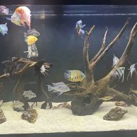 Danbury Aquarium and supplies ico