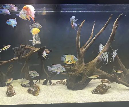 Danbury Aquarium and supplies