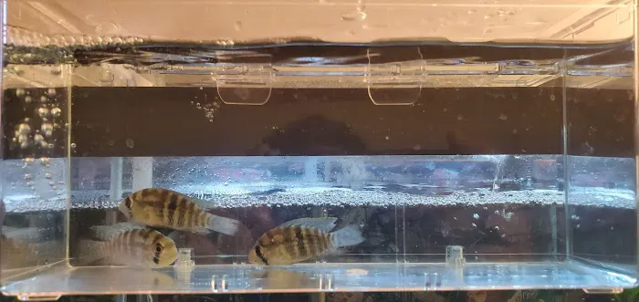Danbury Aquarium and supplies Picture 2