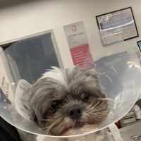 VEG ER for Pets ico