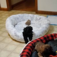 Petco ico