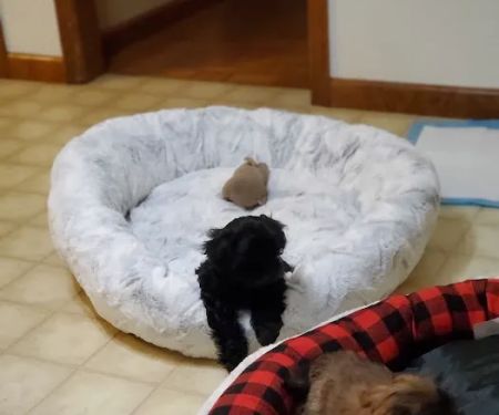 Petco