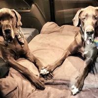 Peace Love Pets Veterinary Care, A Thrive Pet Healthcare Partner ico