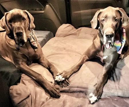 Peace Love Pets Veterinary Care, A Thrive Pet Healthcare Partner